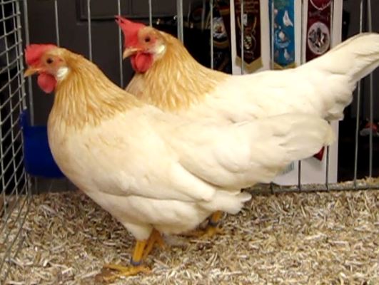 Bildergebnis für italiener hühner rotgesattelt