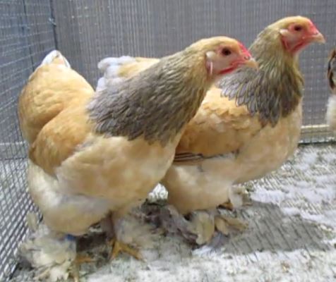 sárga columbian brahma chickens